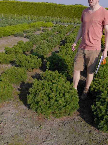 Pinus mugo 'Humpy' / Zwerg-Bergkiefer 'Humpy' 60–80 cm breit, mit Drahtballen, als Solitär im Feldbestand