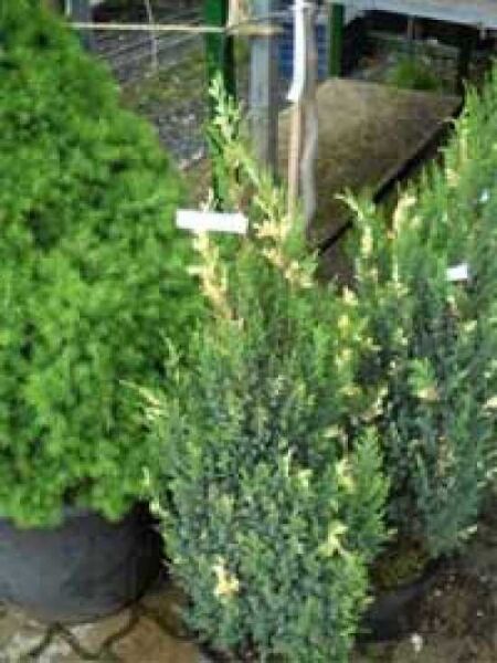 Juniperus chinensis 'Stricta Variegata' / weißbunter Kegel-Wacholder / weißbunter chinenischer Wacholder