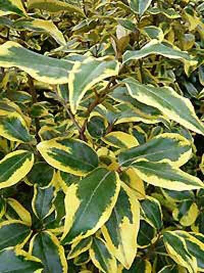 Wintergrüne Ölweide (Elaeagnus ebbingei) 'Gilt Edge' 100-125 cm C20, grün-gelb panaschierte, ovale Blätter am Strauch