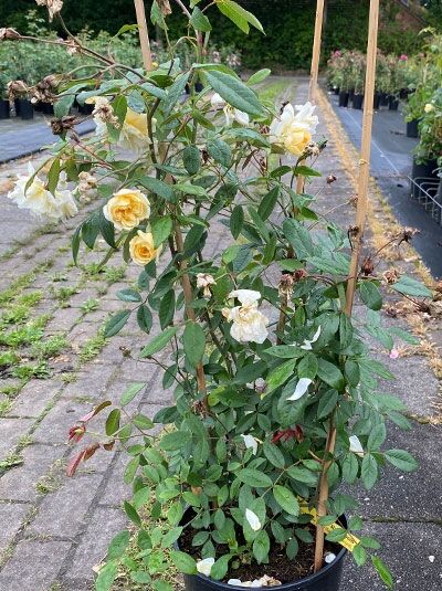 Rosa 'Malvern Hills' / Englische Rose 'Malvern Hills' C5, Rosenpflanze im Topf mit cremegelben, gefüllten Blüten und grünem Laub