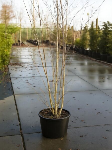 Weißrindige Himalaja-Birke (Betula utilis jacquemontii) 200-250 cm C30 im Pflanzcontainer, mehrstämmig, ohne Laub