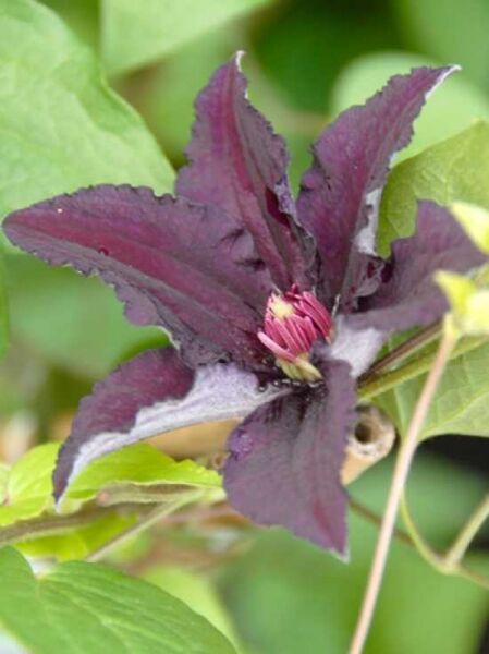 Clematis Hybride 'Rasputin' / Waldrebe 'Rasputin'