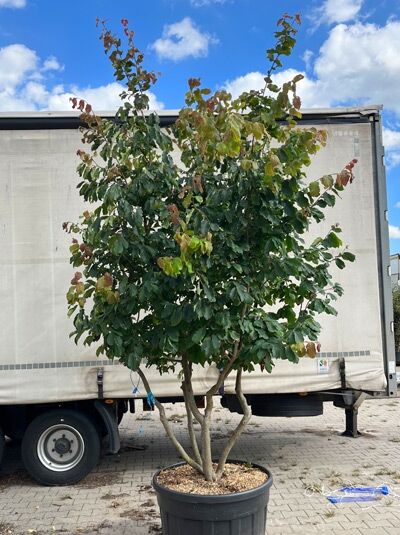 Eisenholzbaum / Parrotie 300-350 cm / Parrotia persica mehrstämmig (1577306)