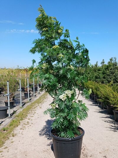 Mehlbeere 'Dodong' / Koreanische Mehlbeere 'Dodong' / Sorbus 'Dodong'