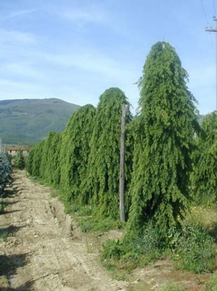 Hänge-Himalaja-Zeder (Cedrus deodara 'Pendula') als großer, überhängend wachsender Nadelbaum, 400–450 cm mit Db.