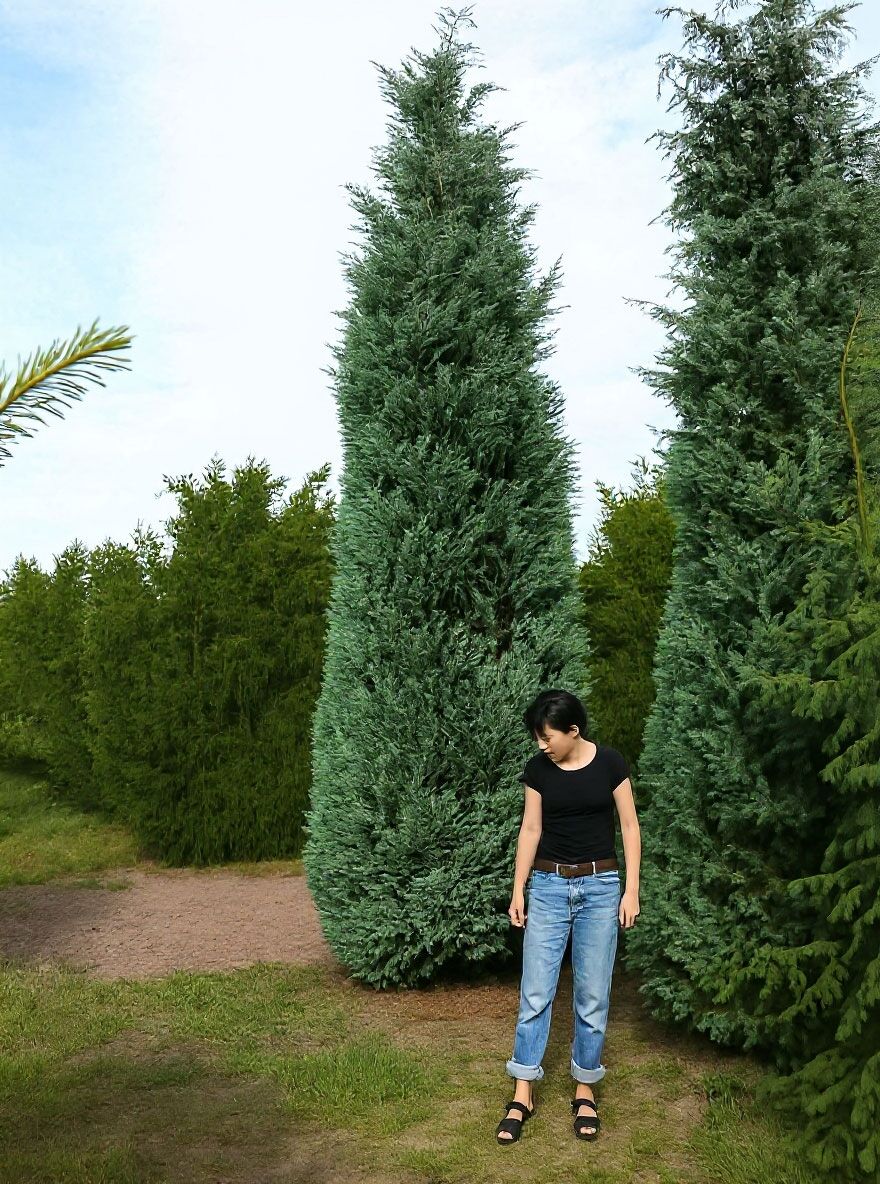 bittersalz thuja dosierung Thuja Dünger flüssig 500ml Konzentrat main image 0