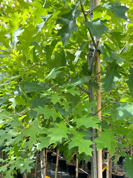 Quercus texana 'New Madrid' / Nuttall-Eiche, Texas-Eiche 'New Madrid' mit grünen, tief gelappten Eichenblättern am Stamm