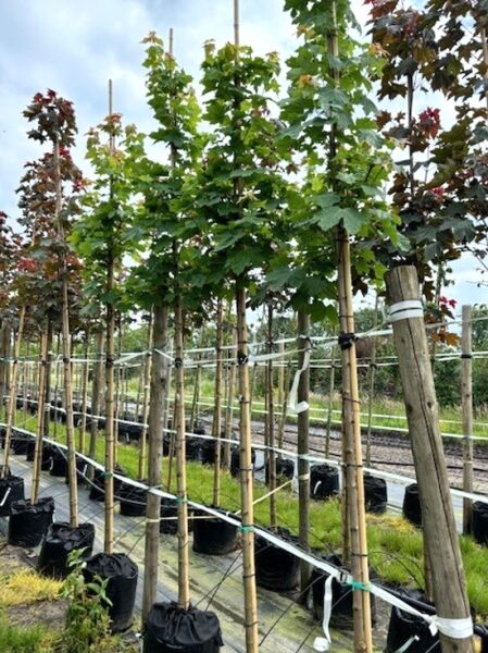 Acer platanoides 'Cleveland' / Spitz-Ahorn 'Cleveland' Hochstamm im Container, aufgebunden an Stützpfahl, mit grünen Blättern.