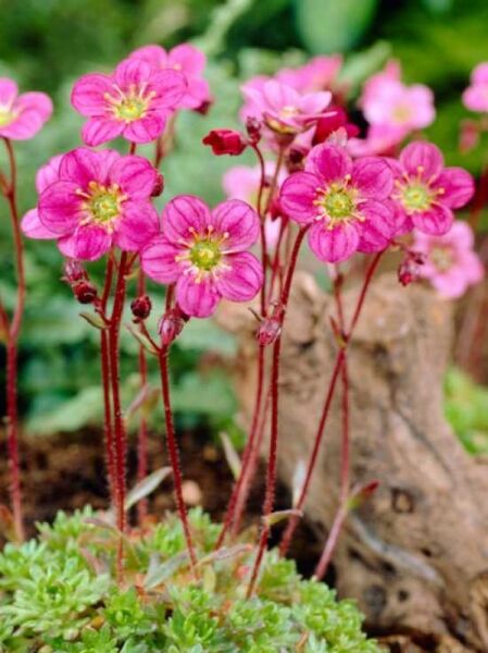 Saxifraga arendsii 'Purpurteppich' / Moos-Steinbrech