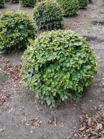 Rotbuche Kugel (Fagus sylvatica 'Kugel'), kugelförmiger Strauch im Beet, 80-100 cm m. Db.