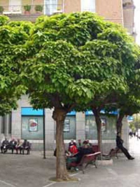 Catalpa bungei / Großkroniger Trompetenbaum