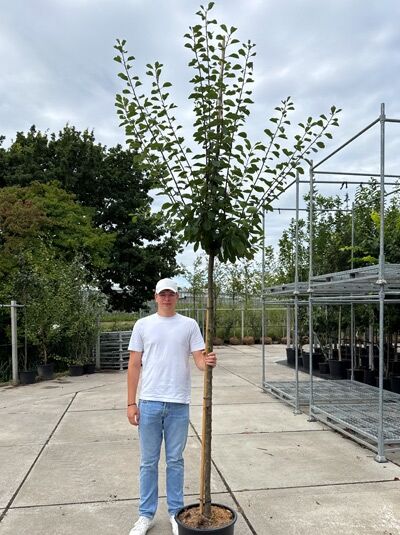 Prunus domestica 'Opal' / Pflaume 'Opal' Hochstamm 12-14 StU im Container, schlanker Stamm mit grünem Laub, im Topf.