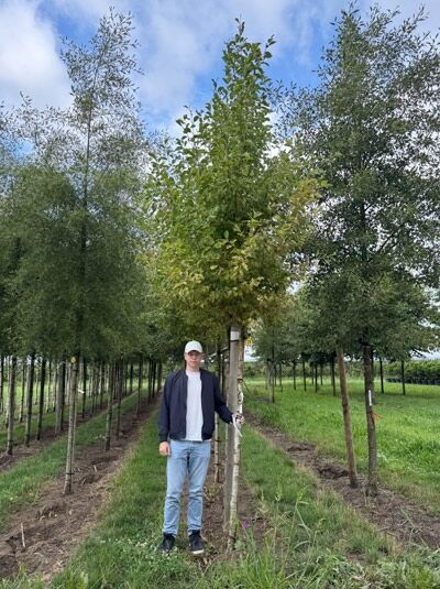 Gold-Erle Hochstamm Alnus incana 'Aurea', 14-16 StU, mit Drahtballen, junger Baum mit gelbgrünem Laub und Stammstütze.