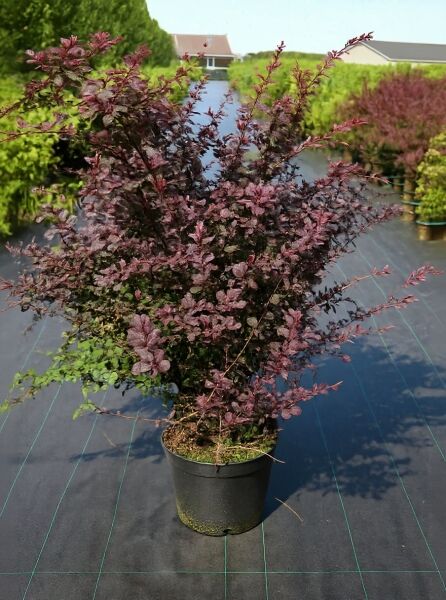 Blut-Berberitze (Berberis thunbergii 'Atropurpurea') 80-100 cm C12, buschiger Strauch im Container mit dunkelrotem Laub
