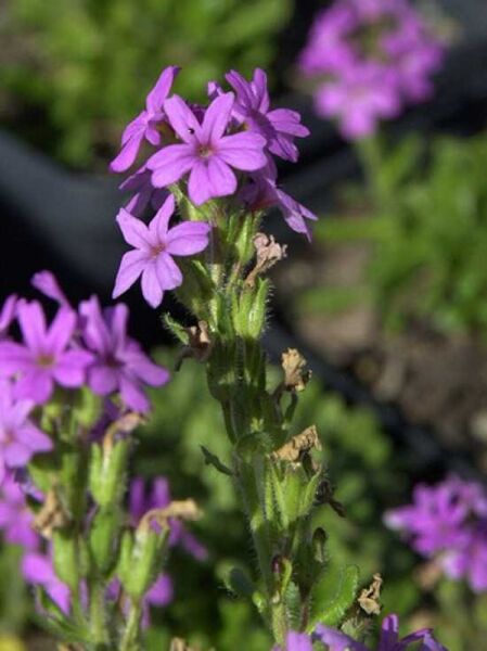 Erinus alpinus 'Dr. Hähnle' / Garten-Leberbalsam