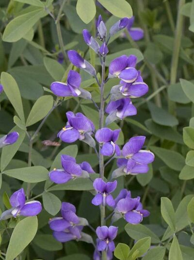 Baptisia australis 'Purple Smoke' / Färberhülse