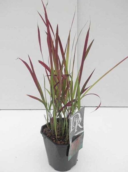 Japanisches Blutgras 'Red Baron' / Imperata cylindrica 'Red Baron'