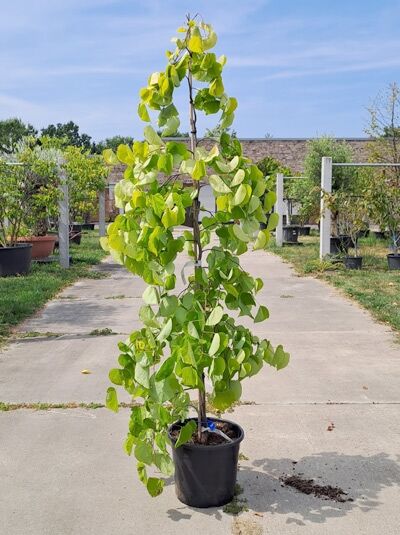 Judasbaum 'Golden Falls' ® / Amerikanischer Judasbaum 'Gold Falls' ® - Cercis canadensis 'Golden Falls' ® (876305)