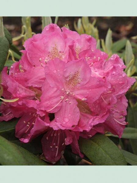 Rhododendron 'King Tut' / Rhododendron Hybride 'King Tut'