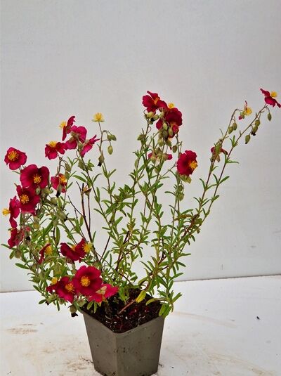 Sonnenröschen Helianthemum cultorum 'Hartswood Ruby ®' P9 im Topf, aufrechte Triebe mit roten Blüten und gelber Mitte.
