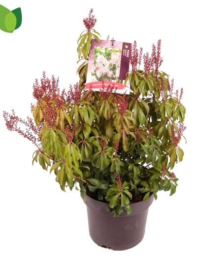 Japanische Lavendelheide 'Bonfire' / Pieris japonica 'Bonfire'