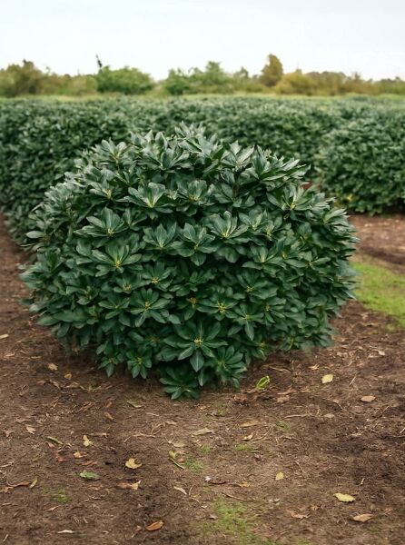 Rhododendron Hybride 'Gomer Waterer' (Rhododendron 'Gomer Waterer') Solitär m. B., kompakter Strauch mit dunkelgrünem Laub