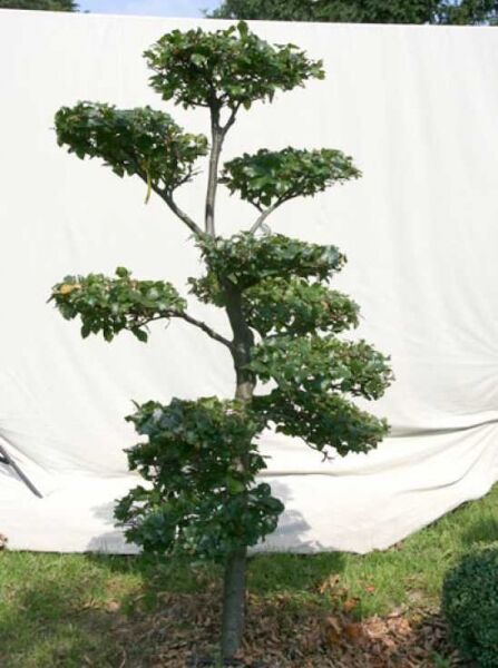 Rotbuche (Fagus sylvatica) Garten-Bonsai, ca. 190 cm hoch und 100 cm breit, mehrstämmig mit etagenförmig geschnittener Krone.