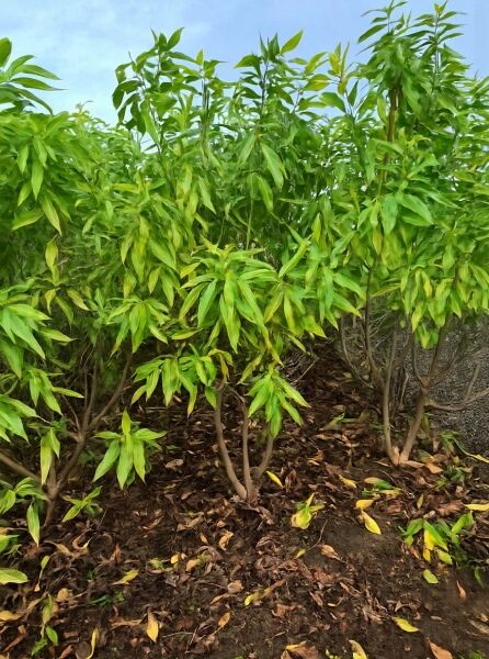 Schmalblättriger Trompetenbaum Chitalpa tashkentensis 'Pink Dawn', mehrstämmig, 175–200 cm, mit schmalen grünen Blättern.