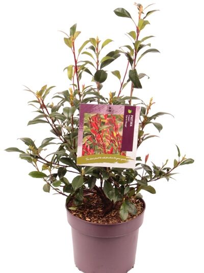 Kompakte Glanzmispel 'Carre Rouge' / Glanzmispel 'Carré Rouge' - Photinia fraseri 'Carre Rouge'