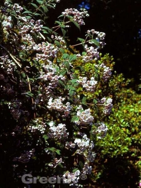 Deutzie 'Perle Rose' / Sternchenstrauch 'Perle Rose' / Deutzia hybrida 'Perle Rose'