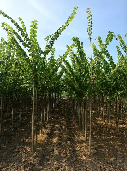 Ulmus laevis / Flatter-Ulme Hochstamm 10-12 StU m. Db., junge Bäume in Reihen mit schlankem Stamm und grüner Krone