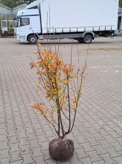 Amelanchier laevis 'Ballerina', Kahle Felsenbirne 'Ballerina', essbare Felsenbirne 125–150 cm, mehrstämmig mit Ballen