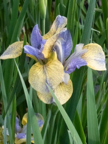 Wiesen-Iris 'Tipped in Blue' / Iris sibirica 'Tipped in Blue'