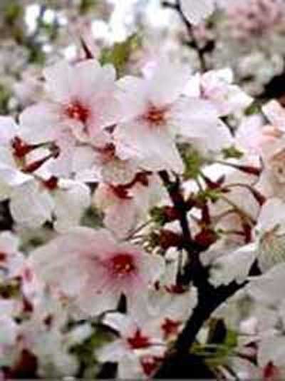 Prunus Trailblazer / Zierpflaume 'Hochstamm-Spalier' B:150 H:200 T:10