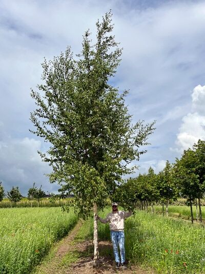 Papier-Birke (Betula papyrifera) Hochstamm 30-35 StU mit Drahtballen, schlanker Stamm und grüne Belaubung.