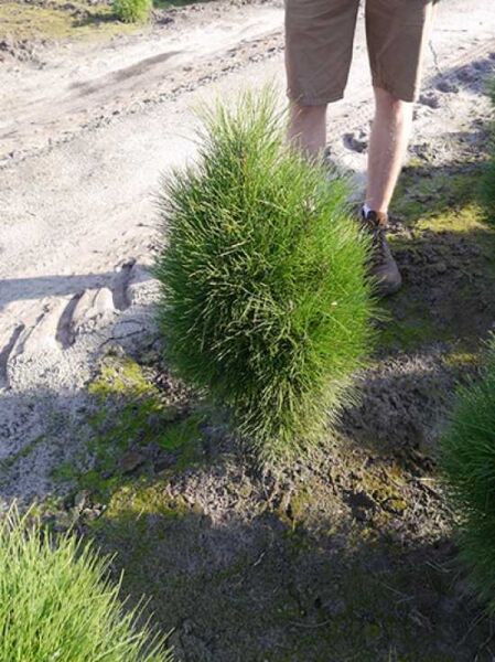 Pinus nigra 'Green Tower' / Säulen-Schwarzkiefer