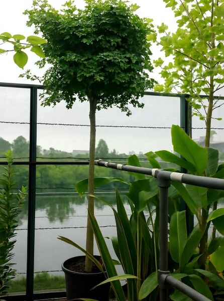 Kugel-Ginkgobaum Ginkgo biloba 'Mariken' mit kugeliger Krone im Container, ca. 200 cm Stamm, 14-16 StU