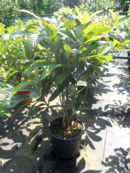 Japanische Wollmispel / Loquat / Japanische Wollmispel / Loquat