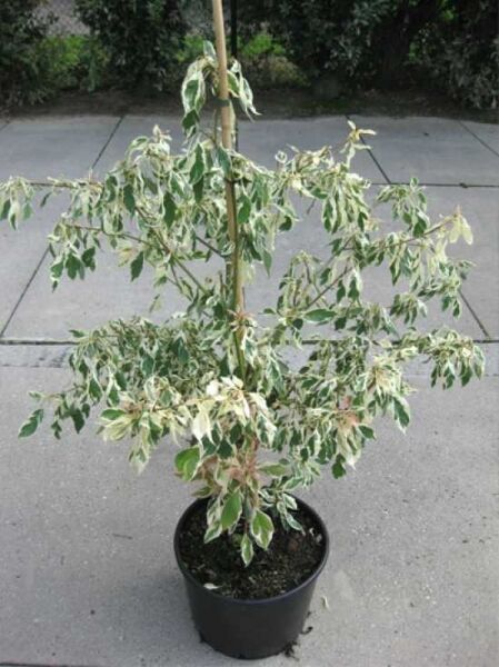Weißbunter Pagoden-Hartriegel (Cornus controversa 'Variegata') im Topf, buschiger Wuchs mit grün-weiß panaschierten Blättern.