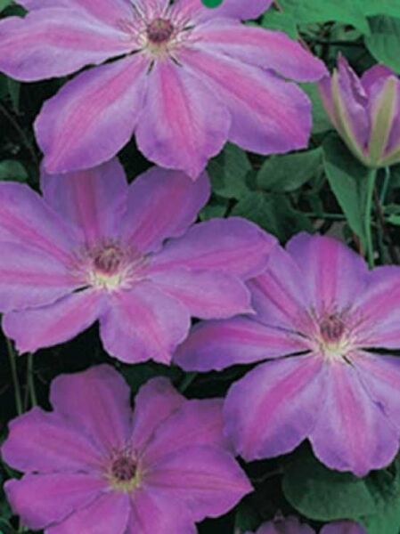 Clematis Hybride 'Baltyk' / Waldrebe 'Baltyk'