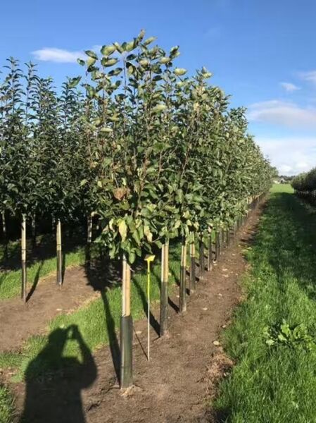 Apfel „Elstar“ (Malus domestica 'Elstar') Halbstamm 12-14 StU, schlanker Baum mit Blattwerk, auf Pfahl gestützt in Reihe.