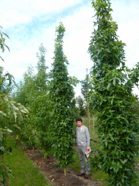 Liquidambar styraciflua 'Slender Silhouette' / Säulen-Amberbaum 'Slender Silhouette' 500-600 cm, schlanker Säulenbaum im Feldcontainer