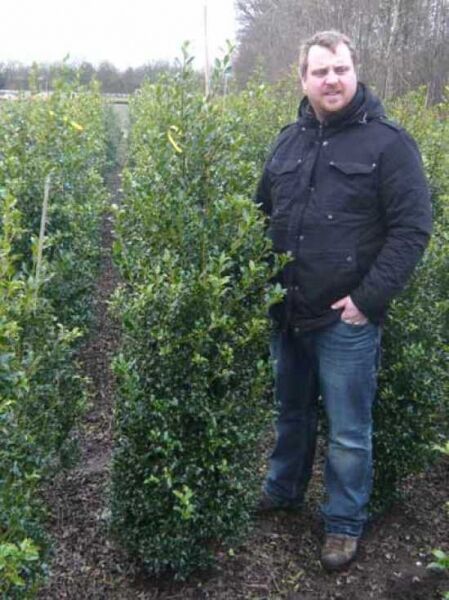 Europäische Stechpalme / Ilex aquifolium