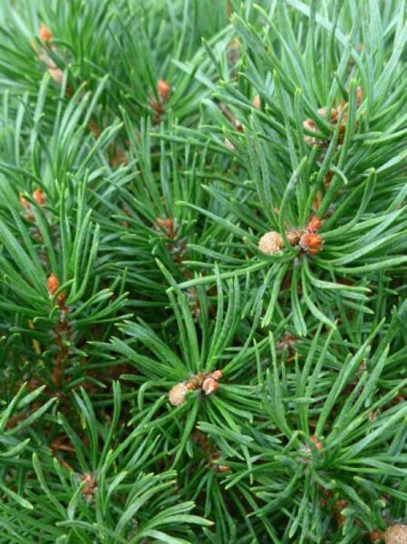 Pinus sylvestris 'Sandringham' / Flache Graublaue Zwerg-Kiefer