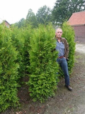 Große Thuja / Lebensbäume ab 300cm Größe günstig kaufen