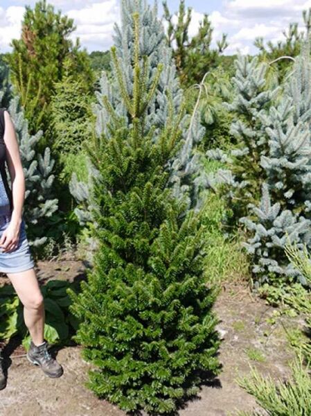 Abies alba 'Fastigiata' / Weiß-Tanne 'Fastigiata'