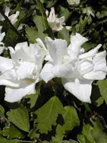 Garten-Eibisch 'Admiral Dewey' / Strauch-Eibisch 'Admiral Dewey' / Hibiscus syriacus 'Admiral Dewey'