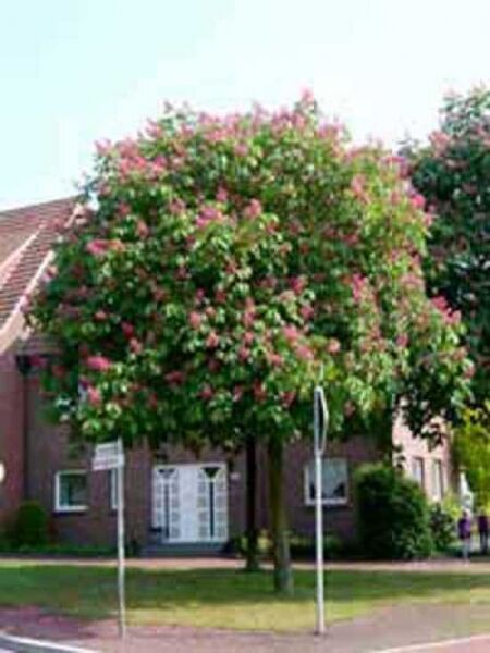 Aesculus carnea 'Briotii' / Scharlach-Rosskastanie