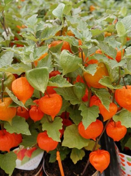 Lampionblume / Physalis alkekengi franchetii