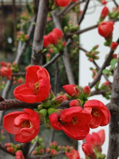 Zierquitte 'Rubra' / Chaenomeles speciosa 'Rubra'